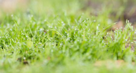 water drop on the green grass. macro