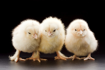 Small fluffy chickens
