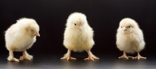 Small fluffy chickens