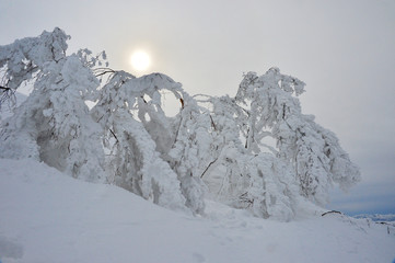 樹氷　魚沼八海山