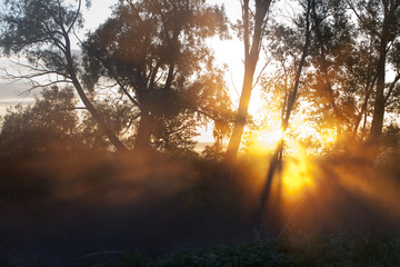 foggy morning in an oak grove