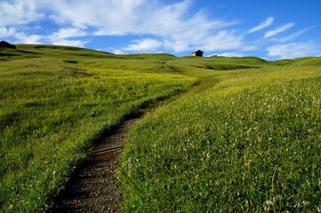 Idyllischer Wanderweg auf grüner Wiese / Seiser Alm / Südtirol