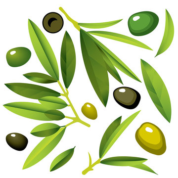 Olive Branches with Olives green and black. Flat Illustration