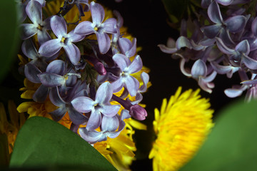 Plakat spring flowers