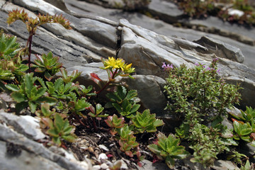 Flowers in the mountains