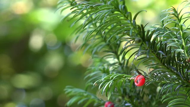 yew with fruits
