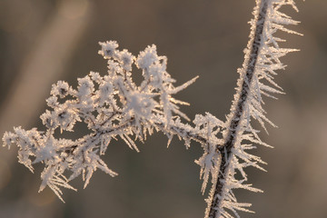 frost on the grass