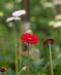 Colorful daisies in grass field, garden of daisy flower, flower background