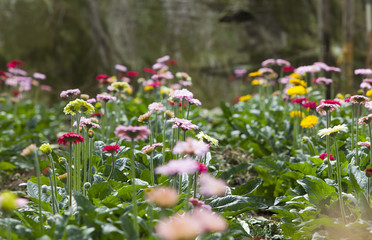 Fototapeta na wymiar Colorful daisies in grass field, garden of daisy flower, flower background