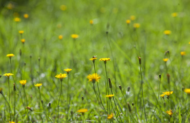 Honey bee and wild yellow flower on green grass. Dandelion background with yellow bokeh. 