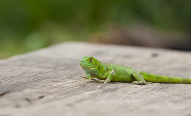Close up of a green plumed basilisk on wood
