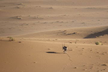 Oryx walking through the sand dunes of Namibia.