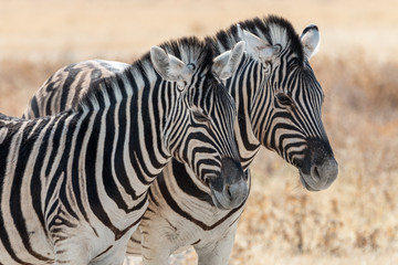 wild zebras living in Etosha National Park