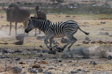 Obraz na płótnie Canvas wild zebras living in Etosha National Park