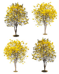 golden tree, yellow flowers tree, tabebuia isolated on white bac