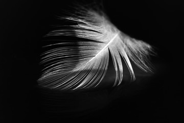 Colorful rooster feather with details and reflections
