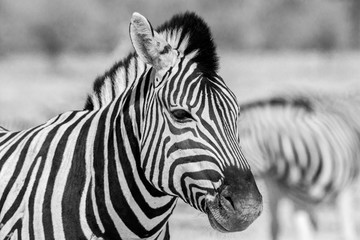 Fototapeta na wymiar wild zebras living in Etosha National Park