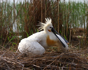 Eurasian spoonbill