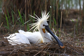 Eurasian spoonbill