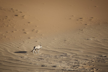 Oryx walking through the sand dunes of Namibia.