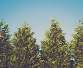 Obraz premium Closeup of spruce trees against clear sky