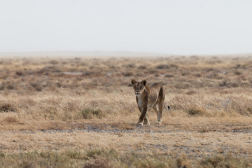 lion in the savannah
