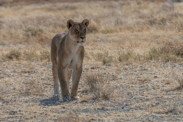 lion in the savannah