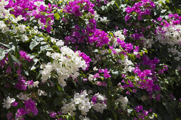 Fototapeta premium Bougainvillea flower in purple and white under the sunlight