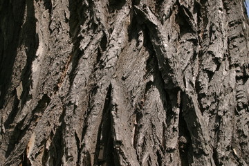bark of an old tree
