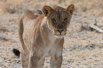 lion in the savannah