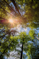Forêt majestueuse avec rayons de soleil