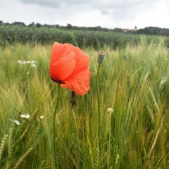 The field poppy in the green grass.