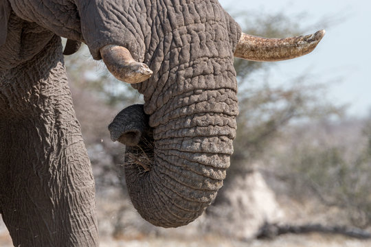 elephant in the dry etosha nationalpark