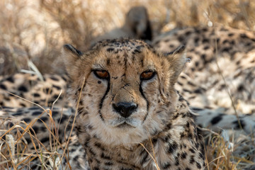 cute cheetah