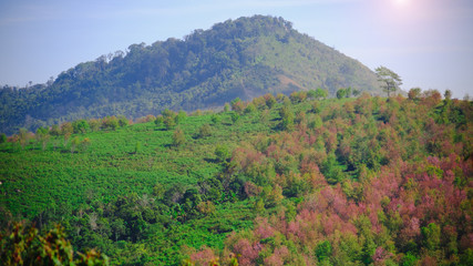 Fototapeta na wymiar landscape view of Himalayan Cherry Blossom , also call sakura pink color with blue sky background in winter at highlands of Phetchabun District, Thailand.
