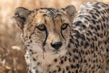cute cheetah