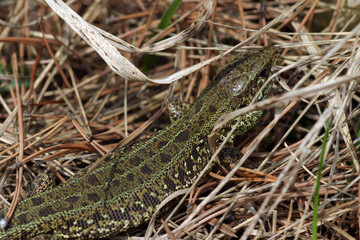 wild lizard