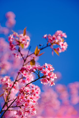 Fototapeta na wymiar Selective focus Branch of Himalayan Cherry Blossom , also call sakura pink color with blue sky background in winter at highlands of Phetchabun District, Thailand.