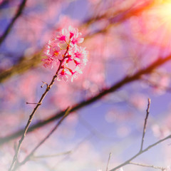 Selective focus Branch of Himalayan Cherry Blossom , also call sakura pink color with Natural blur background at highlands in winter at highlands of Phetchabun District, Thailand.