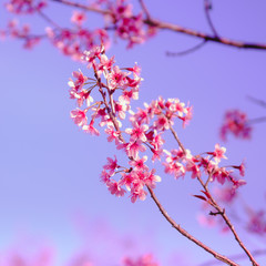 Selective focus Branch of Himalayan Cherry Blossom , also call sakura pink color with Natural blur background at highlands in winter at highlands of Phetchabun District, Thailand.
