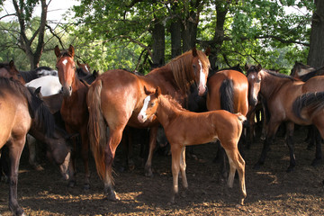 Fototapeta premium horse