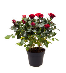 Bush rose in a pot isolated on white background