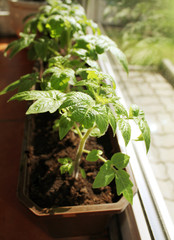 Young seedling of tomato plant growing in a tray