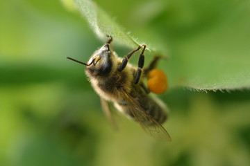 working bee