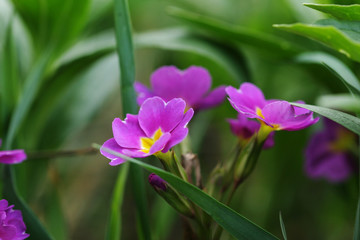 Fototapeta premium spring Flowers