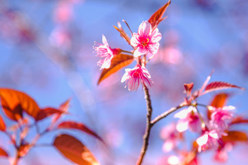 Selective focus Branch of Himalayan Cherry Blossom , also call sakura pink color with blue sky background in winter at highlands of Phetchabun District, Thailand.