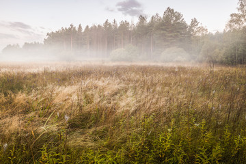 Obraz na płótnie Canvas Foggy sunrise in the meadow