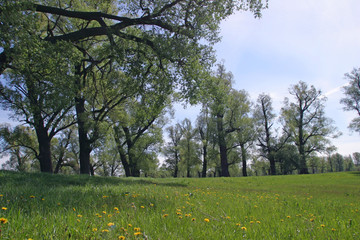 Obraz premium summer landscape