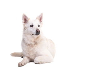 White swiss shepherd dog lying on the floor seen from the front looking to the right isolated on a white background