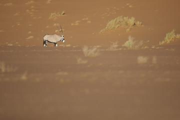 Oryx walking through the sand dunes of Namibia.